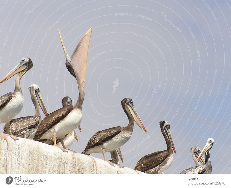mehr! Tier Pelikan Schnabel Mauer Chile Arica Südamerika Vogel Himmel Appetit & Hunger
