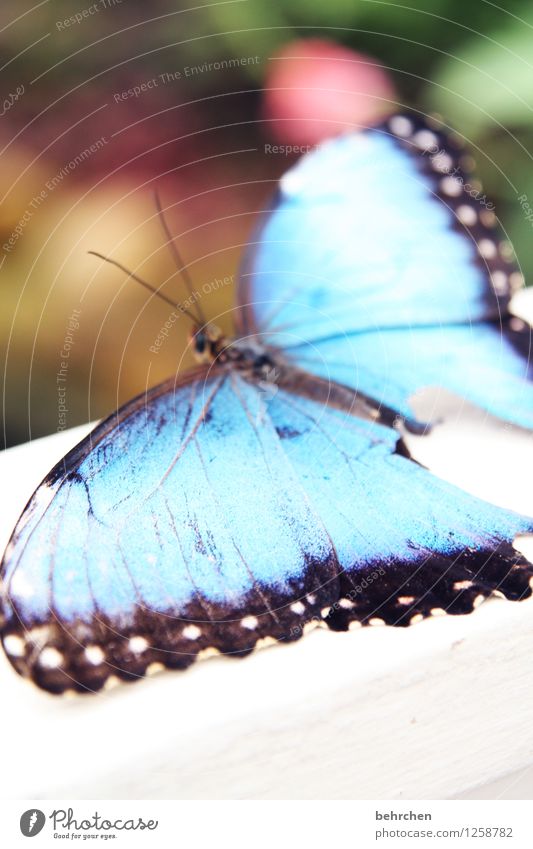 blaues wunder Natur Tier Frühling Sommer Schönes Wetter Garten Park Wiese Wildtier Schmetterling Flügel 1 beobachten Erholung fliegen Fressen sitzen