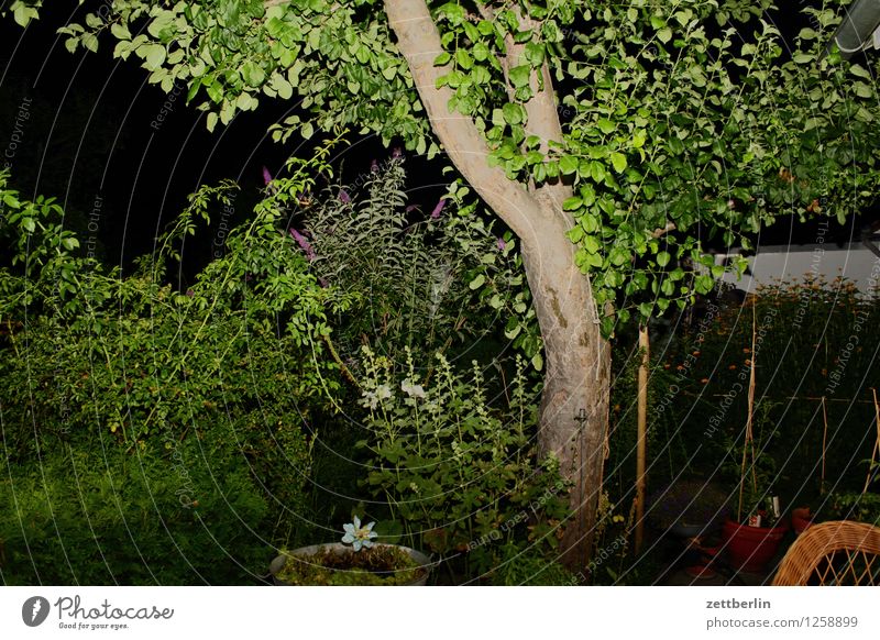 Angeblitzter Apfelbaum Baum Baumstamm Ast Zweig Blatt Garten Schrebergarten Abend Nacht Blitzlichtaufnahme Terrasse Hecke Menschenleer Textfreiraum Sommer
