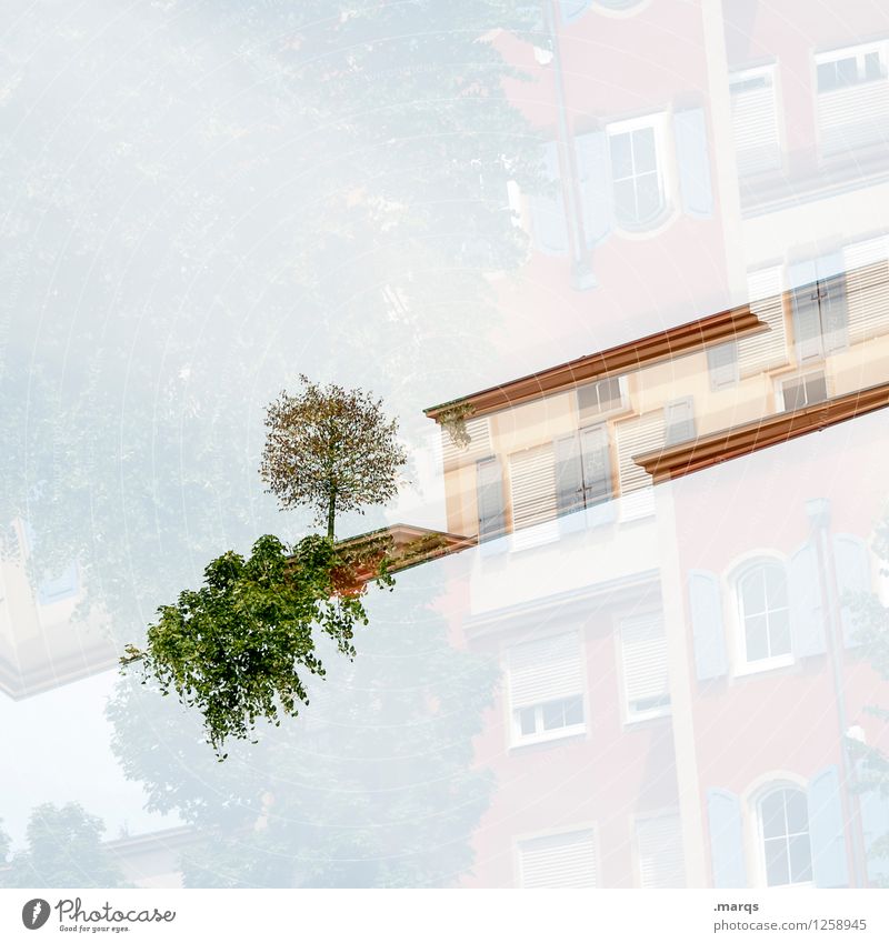Biotop Stil Design Häusliches Leben Natur Pflanze Baum Sträucher Terrasse hell einzigartig modern ästhetisch Perspektive Farbfoto Außenaufnahme abstrakt