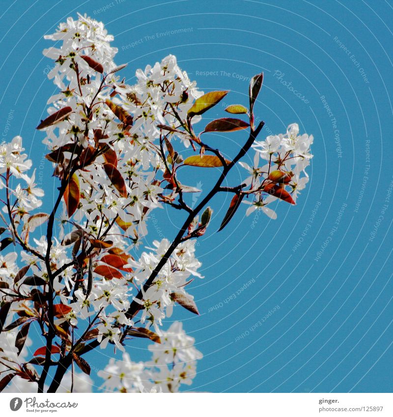 Frühlingsversprechen - bald blühen sie wieder Natur Himmel Blüte Blühend oben blau grün weiß Ast Blütenblatt Menschenleer Wolkenloser Himmel Zweige u. Äste