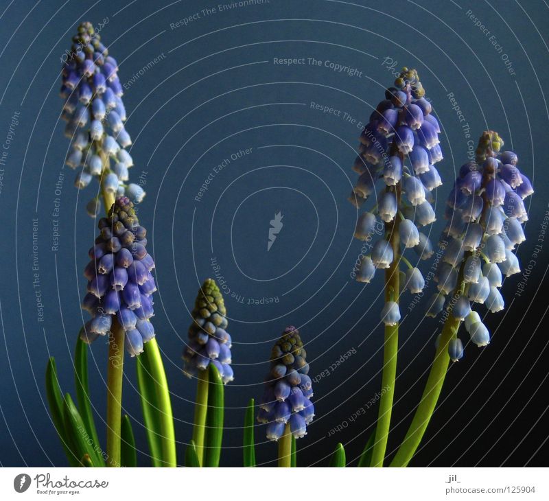 blue Traubenhyazinthe Hyazinthe Pflanze Sympathie harmonisch Glocke Dimension schön Ferne nah groß klein kalt violett grün blau Fantasygeschichte blueprint