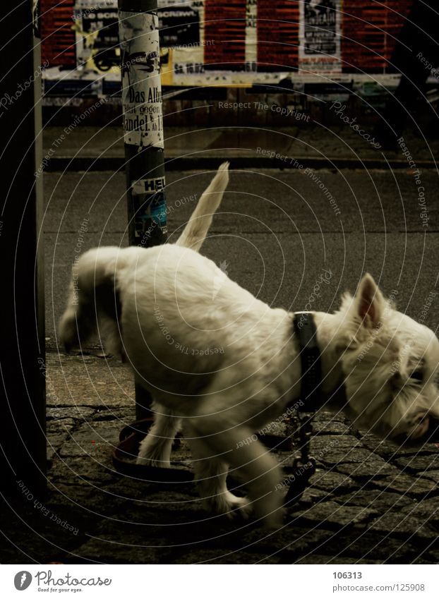KLEINER REGENTANZ urinieren Hund weiß angeleint Tier Stadt Dresden Neustadt alternativ Einsamkeit klein Haustier Treue ausgesetzt Tierheim Hoffnung Säugetier