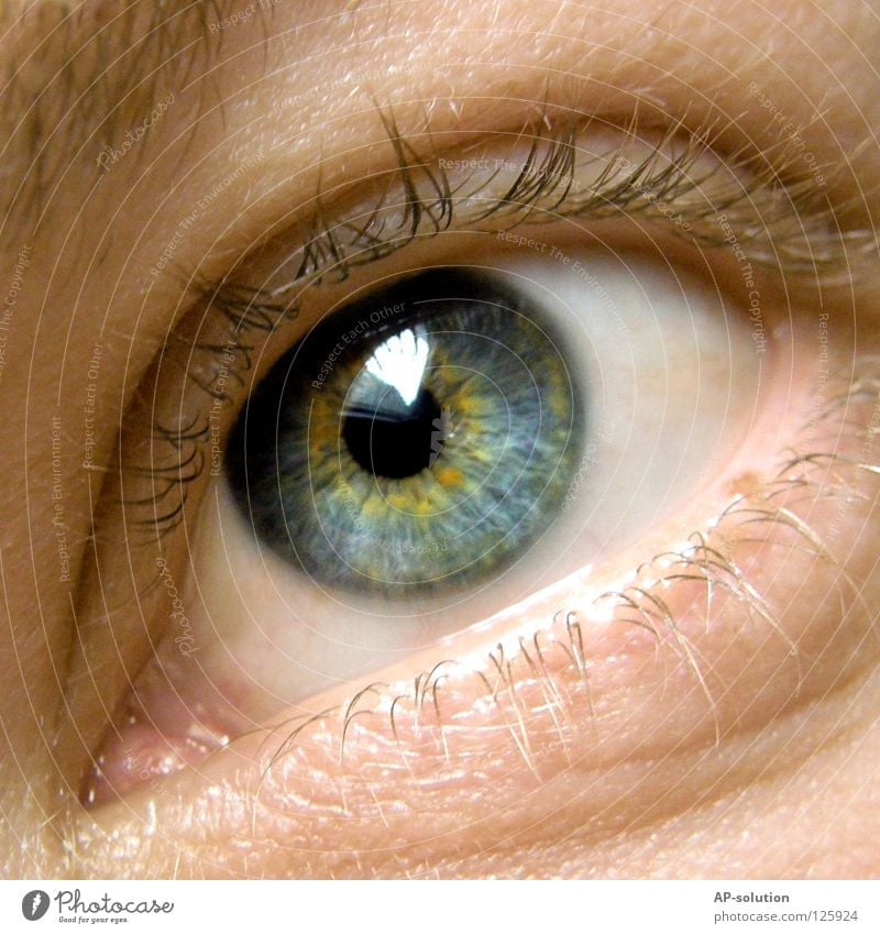 Auge Pupille Blick weiß rund Sinnesorgane Makroaufnahme Augenbraue Wimpern glänzend gelb zart schön Mann Farbenspiel Muster Mensch Konzentration Nahaufnahme