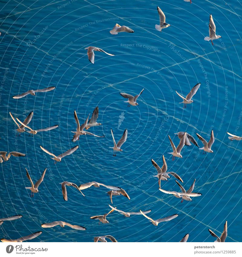 Möwengewimmel 3 Möwenvögel Schwarm fliegen ästhetisch elegant frei Zusammensein blau Leben Beginn Bewegung Leichtigkeit Stimmung flattern Flügel Menge Farbfoto