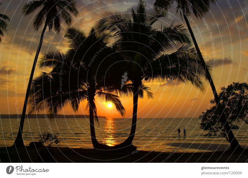 Sonnenuntergang am Strand Romantik Sonnenstudio Palme Meer Horizont traumhaft Physik Liebe Himmelskörper & Weltall Insel Wärme Kuba