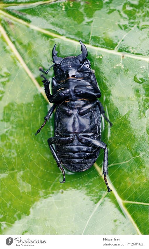 Läuft ... nicht mehr. Käfer 1 Tier liegen Hirschkäfer Tod schwarz Fühler Blatt Regen nass Horn Blattadern Natur Insekt Pflanze sterben bewegungslos hilflos