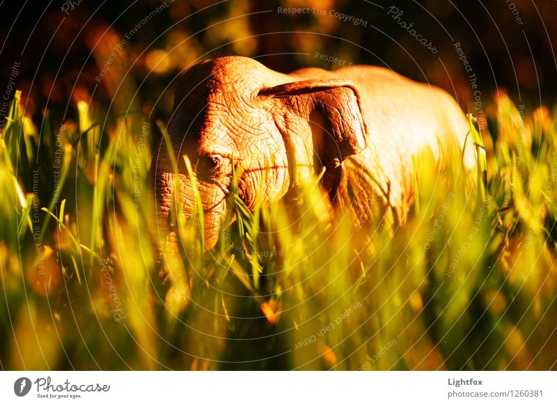 Rastasafari Zoo Streichelzoo Elefant 1 Tier Kunststoff Erdöl Diät alt Arbeit & Erwerbstätigkeit Fressen Jagd kämpfen muskulös nachhaltig braun gelb gold Gefühle