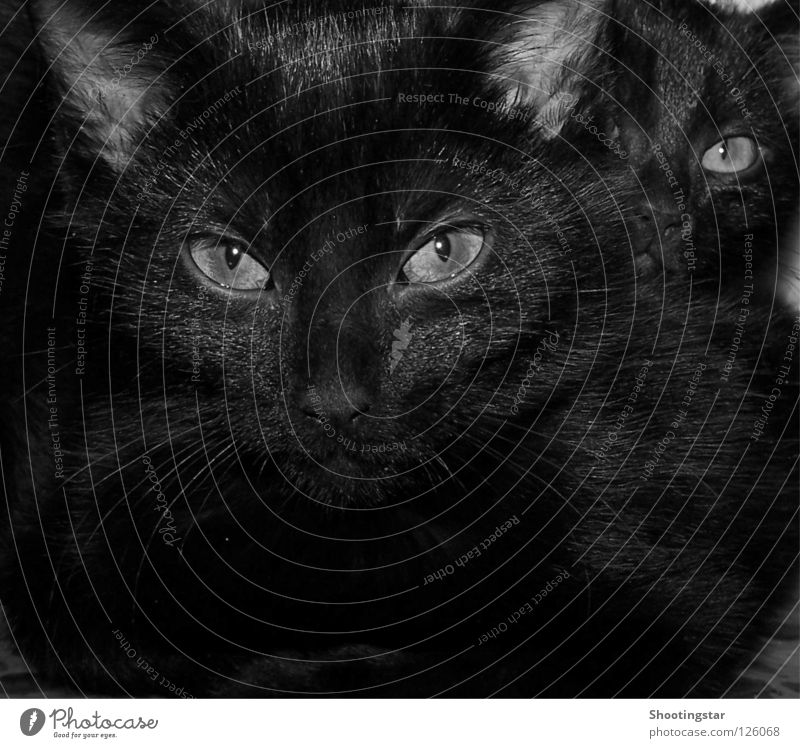 Schau mir in die Augen Katze Schnurrhaar bewegungslos tief Haustier Miau schwarz Fell Kuscheln Blick süß böse Säugetier Katzenauge beobachten 2 hintereinander