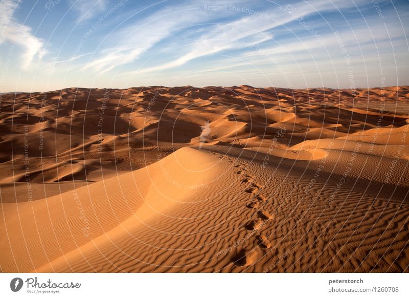Spuren im Sand Natur Landschaft Wüste außergewöhnlich elegant exotisch fantastisch Ferne heiß oben trocken Stimmung Romantik schön Reinheit demütig Sehnsucht