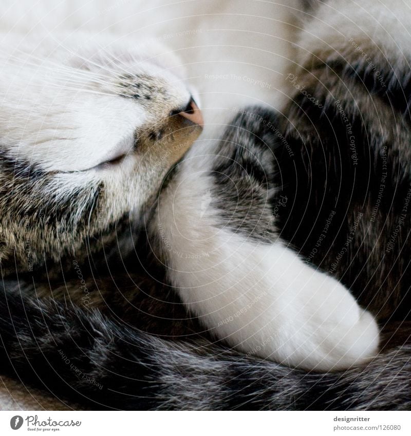 Kuschel Katze ruhen ruhig schlafen Mittagsschlaf Nacht Tagtraum Sessel Sofa Wohnung gemütlich bequem Physik Säugetier Erholung Graffiti Wärme cat sleep sleeps