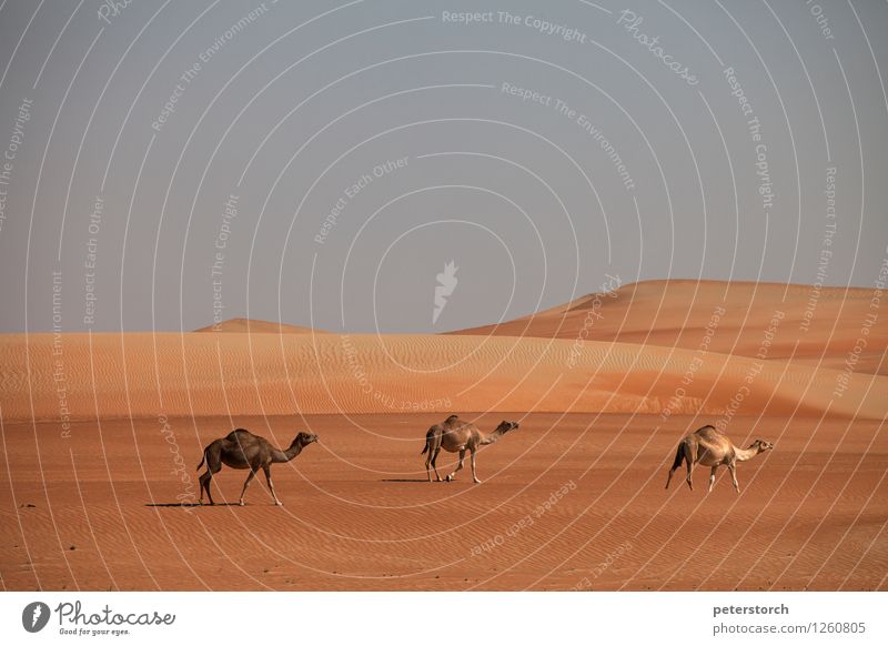 wo sind die Könige? Ferien & Urlaub & Reisen Ferne Natur Sand Wolkenloser Himmel Wüste Dromedar 3 Tier elegant exotisch Unendlichkeit heiß trocken Zusammensein
