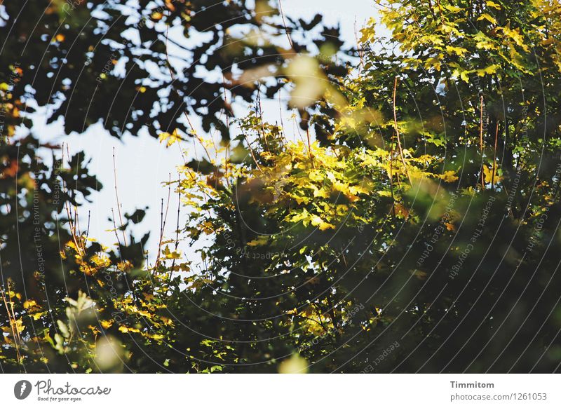 Stielleben. Natur Pflanze Himmel Schönes Wetter Wald blau grün schwarz Blatt Stengel laublos Unschärfe Herbst Trieb Farbfoto Außenaufnahme Menschenleer Tag