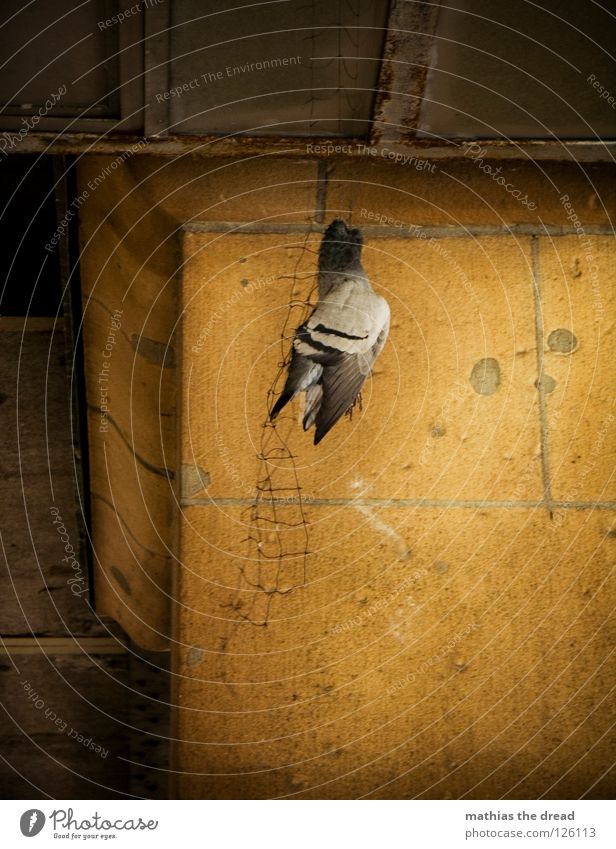 ZERSTÖRUNG Tier Vogel Lebewesen Taube bewegungslos hängen erhängen Todesarten Trauer elend Qual hässlich töten Urbanisierung Zerstörung unfreundlich Wand Säule
