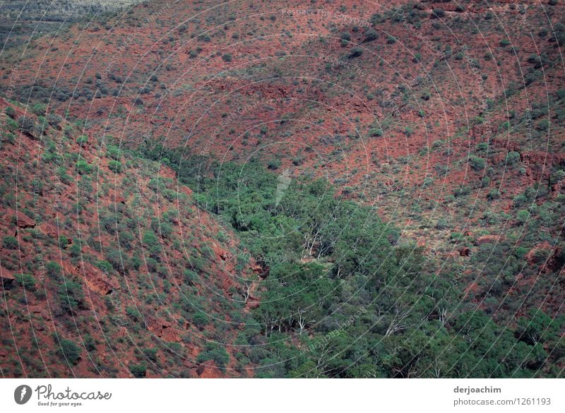 Kings Canyon Schlucht von oben. Northern Territory. Australien. Mit Grünen Baumbestand und roten Gestein. Glück Zufriedenheit Freizeit & Hobby Ausflug Sommer