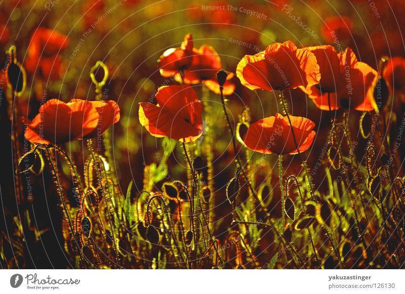 Mohn rot Gegenlicht Licht Feld Pflanze Tier Sommer Duft Pollen