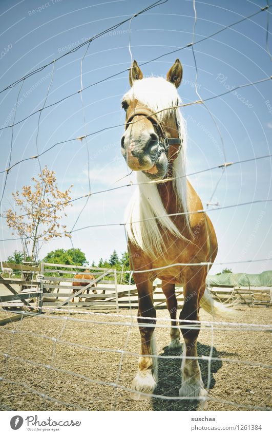 schule ist (k)ein ponyhof Bauernhof Gehege Zaun Pferd Ponys Landwirtschaft