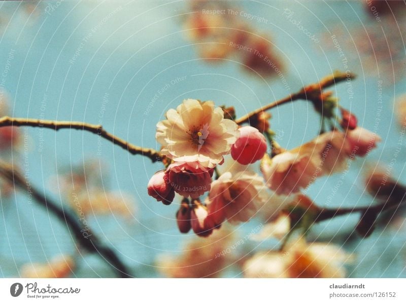 Japanischer Frühling Blüte Kirsche Kirschblüten Zierkirsche Baum rosa zart zierlich frisch Asien Pflanze Blume Zusteller Jahreszeiten Dekoration & Verzierung