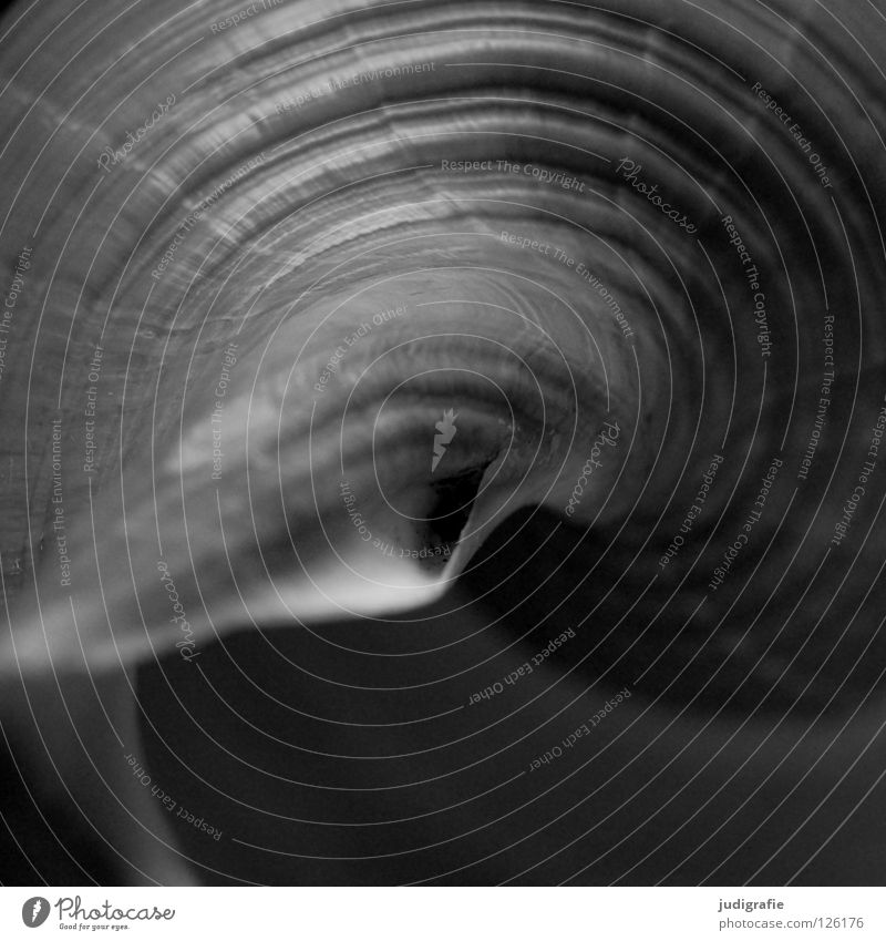 Form Schneckenhaus Muschel Meer schwarz weiß grau Haus Geborgenheit Spirale gedreht Garnspulen harmonisch ruhig Tonnenschnecke Atlantik Schwarzweißfoto Tier