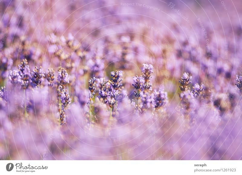 Lavendel aromatisch gedeihen Dekoration & Verzierung geblümt flamboyant duftig Alternativmedizin Medikament natürlich organisch verziert Romantik Wittern Blume