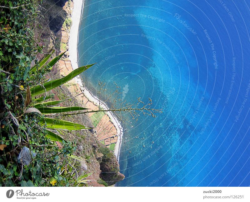 Blaues Glück Madeira Küste Meer Strand Klippe Klarheit Physik Kaktus Wasser Uraub Wärme Pflanze karg süße Freundin
