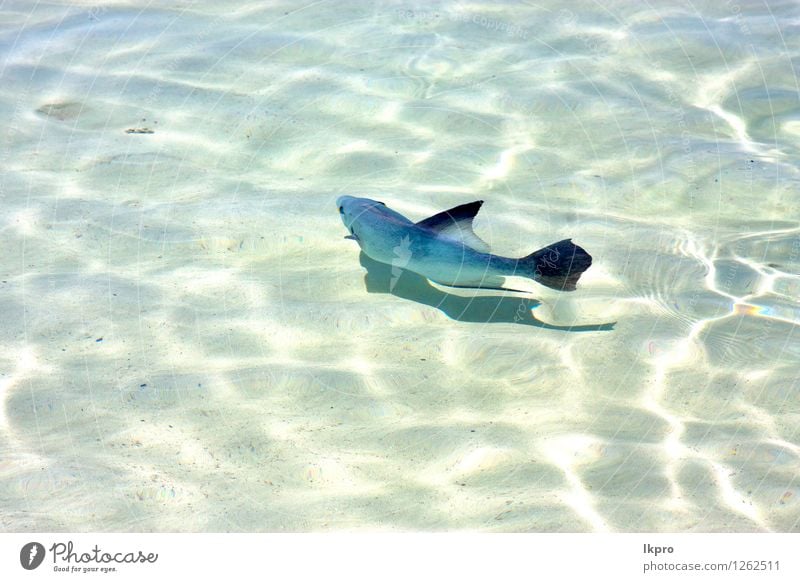 wenig Fisch Isla Contoy in Mexiko schön Erholung Tourismus Freiheit Strand Meer Natur Tier Sand Schönes Wetter Felsen Küste Stein Tropfen wild blau braun weiß