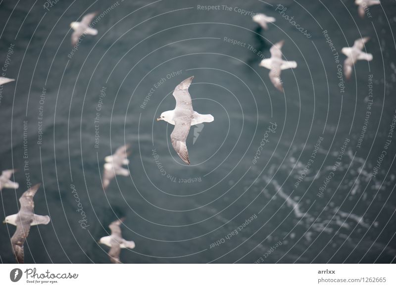 Nördlicher Eissturmvogel, der über Wasser fliegt Meer Umwelt Natur Tier Himmel Vogel Flügel 4 Tiergruppe fliegen grau weiß nördlich Segelfliegen