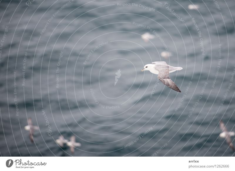 Nördlicher Eissturmvogel, der über Wasser fliegt Meer Umwelt Natur Tier Himmel Wind Vogel Flügel 4 Tiergruppe fliegen grau weiß nördlich Segelfliegen
