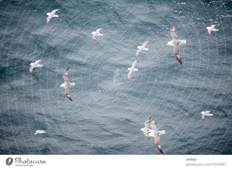 Nördlicher Eissturmvogel, der über Wasser fliegt Meer Umwelt Natur Tier Himmel Vogel Flügel 4 Tiergruppe fliegen grau weiß nördlich Segelfliegen