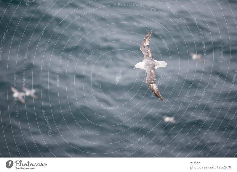 Nördlicher Eissturmvogel, der über Wasser fliegt Meer Umwelt Natur Tier Himmel Vogel Flügel 1 fliegen grau weiß nördlich Segelfliegen fulmarus glacialis