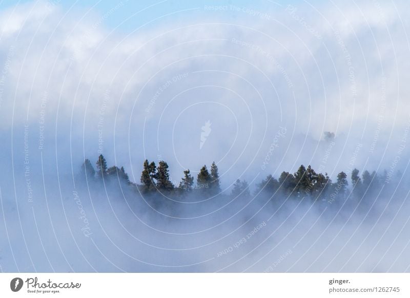 Kuschelwolken II Umwelt Natur Landschaft Luft Himmel Wolken Frühling Klima Wetter Nebel Pflanze Baum Wald Berge u. Gebirge fantastisch frisch blau grau grün
