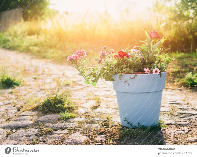 Blumentopf mit Gartenblumen Stil Design Dekoration & Verzierung Natur Landschaft Pflanze Sonnenaufgang Sonnenuntergang Sonnenlicht Sommer Herbst Schönes Wetter