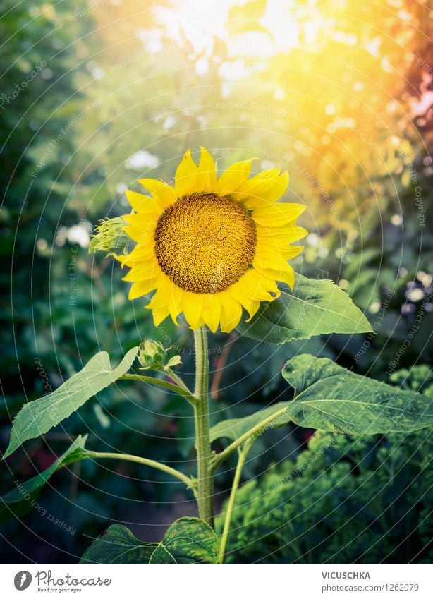 Perfekte Sonnenblume im Garten Stil Design Freizeit & Hobby Sommer Dekoration & Verzierung Natur Pflanze Sonnenaufgang Sonnenuntergang Sonnenlicht Herbst