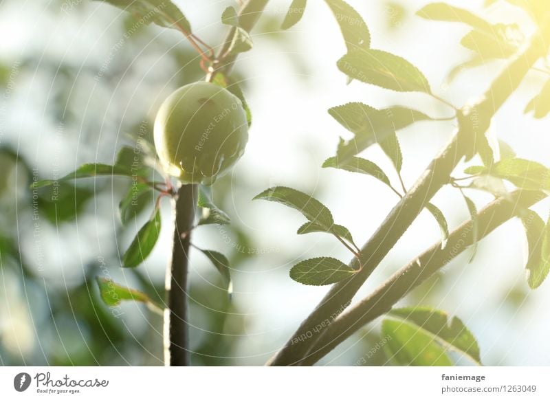 fressssh Umwelt Natur Sonnenlicht Sommer Schönes Wetter frisch Gesundheit Mirabelle Obstgarten Fallobst lecker Bioprodukte pflücken Erfrischung grün hellgrün