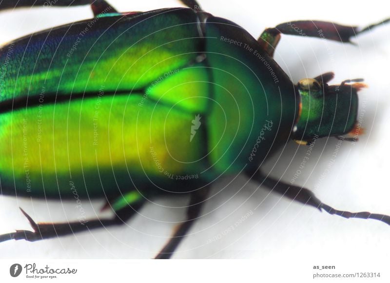 Grüne Metamorphose Tier Käfer Insekt Rosenkäfer 1 Bewegung glänzend krabbeln leuchten ästhetisch außergewöhnlich Ekel exotisch nah natürlich grün Design Farbe