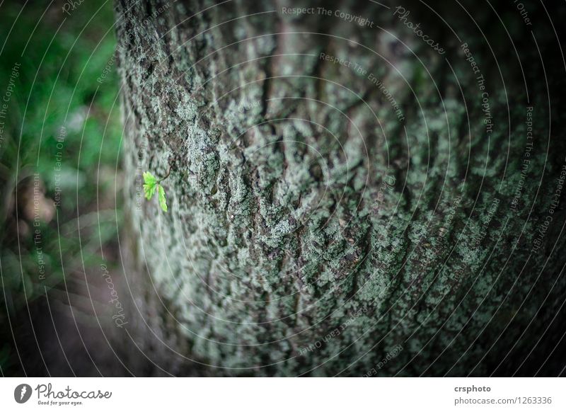 Zartes Pflänzchen Umwelt Baum Blatt grün Erholung Baumrinde Trieb Farbfoto Außenaufnahme Abend Schwache Tiefenschärfe Vogelperspektive