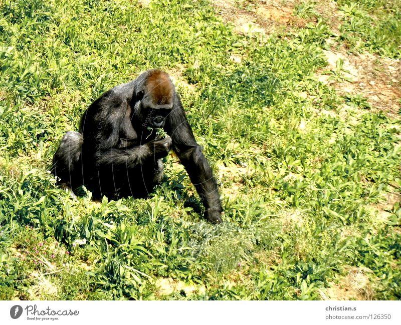 Gorilla gorilla gorilla Zoo Gras grün Affen Tier Säugetier Westlicher Flachlandgorilla Ernährung Western Lowland Gorilla grass monkey animal mamma eating