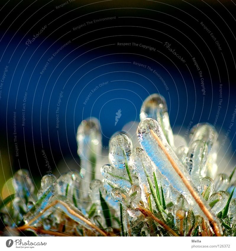 Frühlingseis III Umwelt Natur Pflanze Winter Eis Frost Gras Halm Wachstum frisch kalt nachhaltig natürlich blau rein gefroren Farbfoto Außenaufnahme
