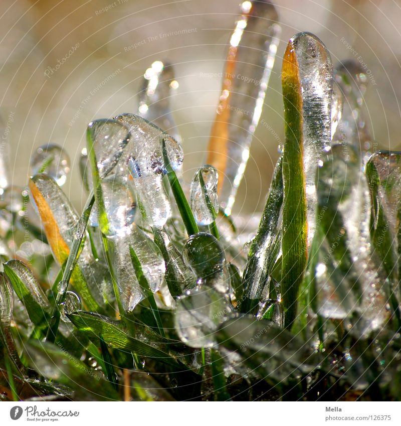 Frühlingseis V Umwelt Natur Pflanze Winter Eis Frost Gras Halm glänzend Wachstum außergewöhnlich frisch kalt nachhaltig natürlich grün rein gefroren Farbfoto