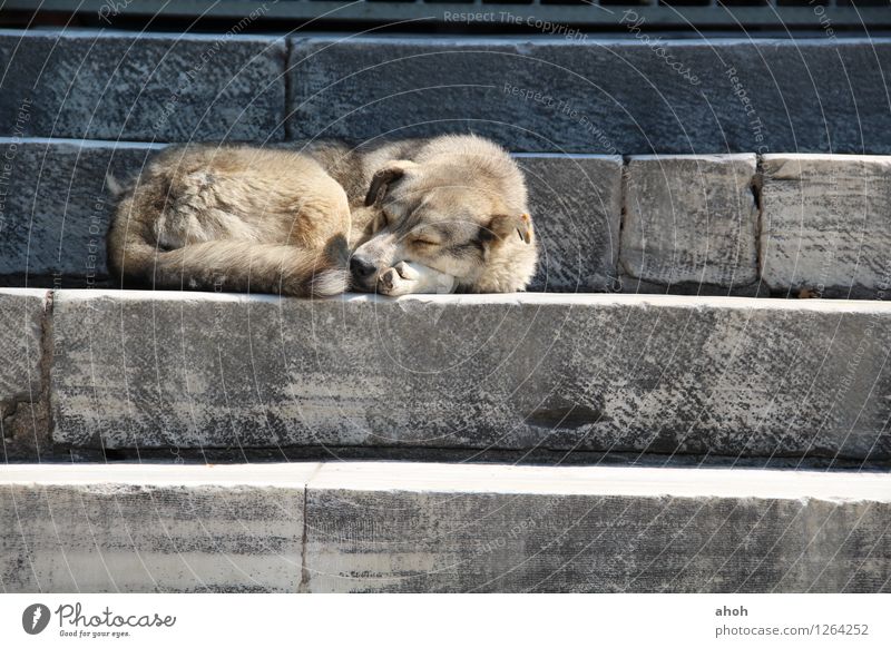 Powernap Istanbul Stadt Moschee Treppe Haustier Wildtier Hund 1 Tier Stein Erholung schlafen kuschlig natürlich positiv blau braun grau Tierliebe friedlich Güte
