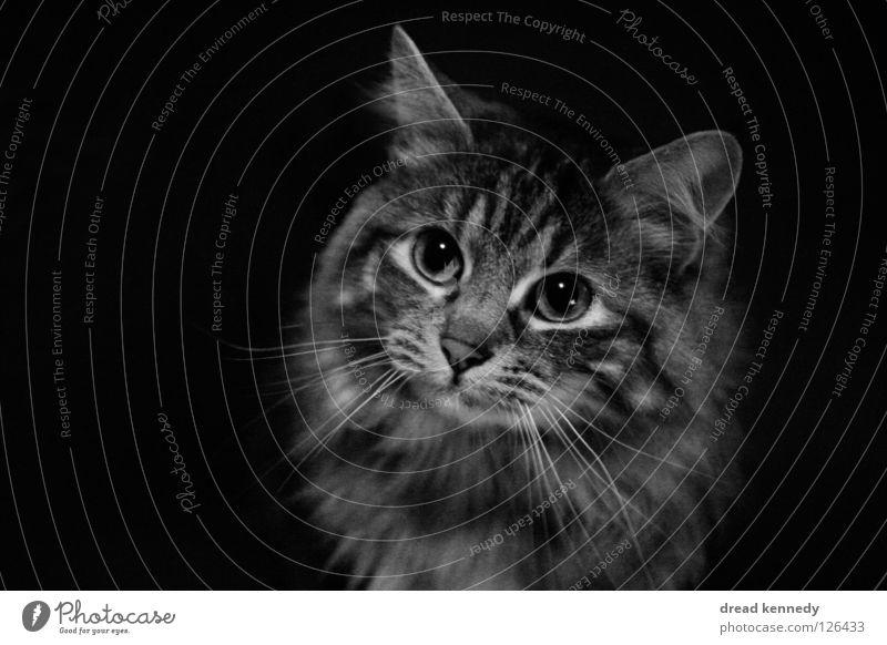 Die Katze und das Butterbrot Schwarzweißfoto Innenaufnahme Textfreiraum links Textfreiraum rechts Textfreiraum unten Vogelperspektive Tierporträt