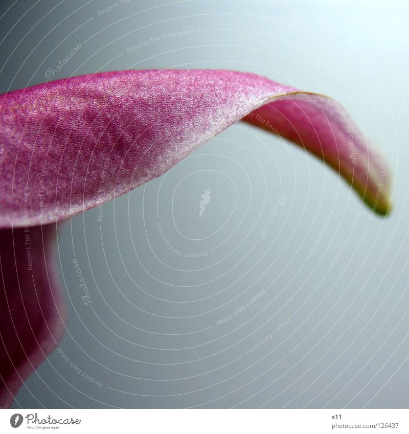 LillyDetail elegant schön Natur Pflanze Blume Blüte modern grün rosa weiß Vergänglichkeit Lilien Blütenblatt geschwungen gekrümmt wellig Schwung Deteil