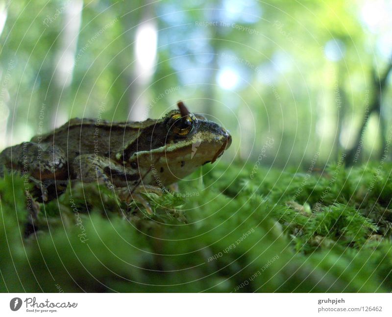 Frosch Wald frogzilla Monsterfrosch Makroaufnahme Perspektive Bodenbelag