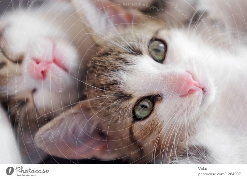 Huge ears & pink noses Tier Haustier Katze Tiergesicht Fell 2 Tierjunges schlafen Farbfoto Innenaufnahme Makroaufnahme Tag Blick in die Kamera