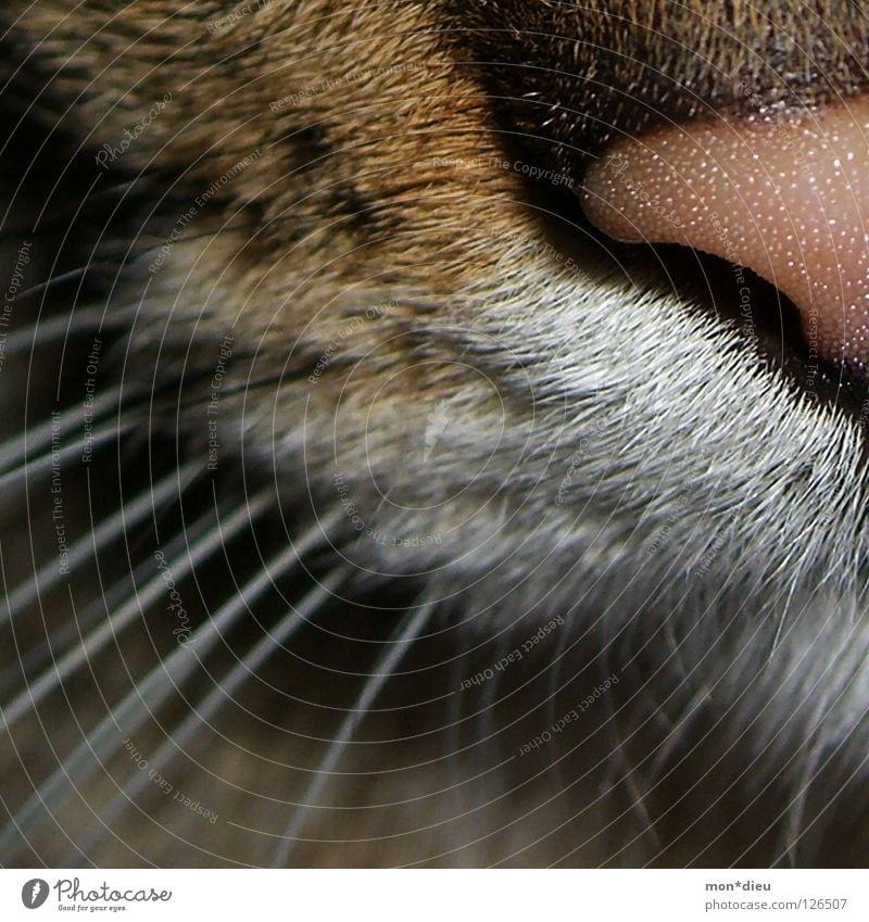 ...Lefzenkraut... Katze Schnauze Tier Fell Schnurren Makroaufnahme Nahaufnahme Säugetier Hauskatze lefze lefzen Nase Detailaufnahme Bildausschnitt Anschnitt