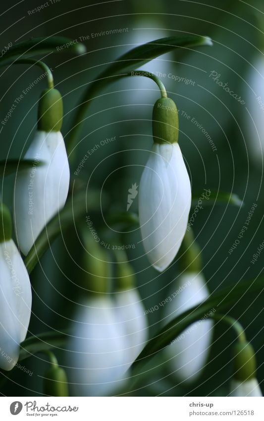 Schneeglöckchen (galanthus nivalis) Blume Blüte Frühling grün weiß Frühlingsgefühle Botanik Durchbruch Februar Pflanze frisch Jahreszeiten März Makroaufnahme