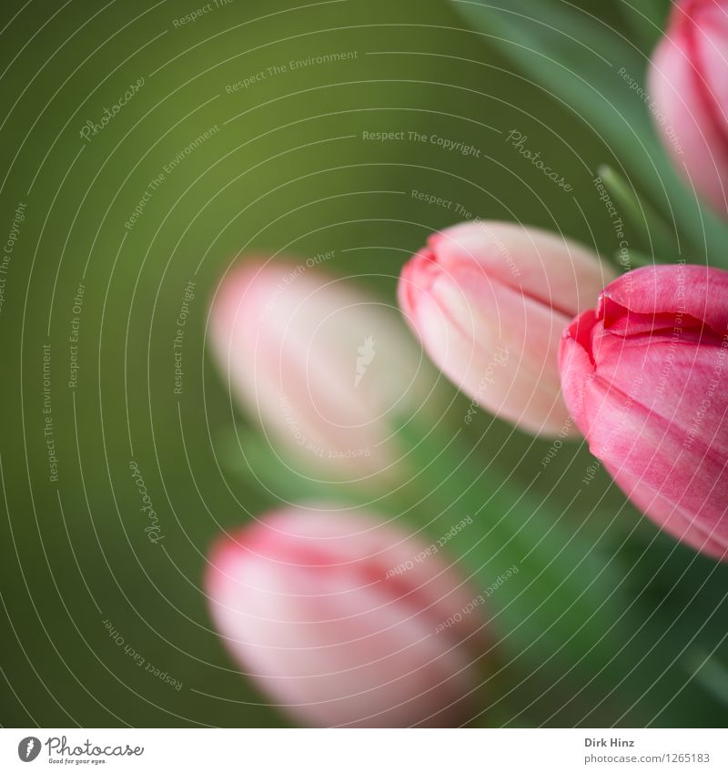 Alles Gute zum...? Stil Dekoration & Verzierung Pflanze Frühling Tulpe Blüte Garten Park Duft frisch schön grün rosa Gefühle Stimmung Frühlingsgefühle Design