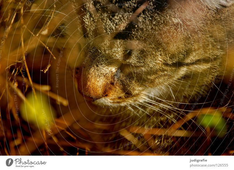 Katze im Busch Sträucher ruhig schlafen Tier Säugetier Haustier weich Bart Farbe Hauskatze Zweig Leben frei Freiheit Nase