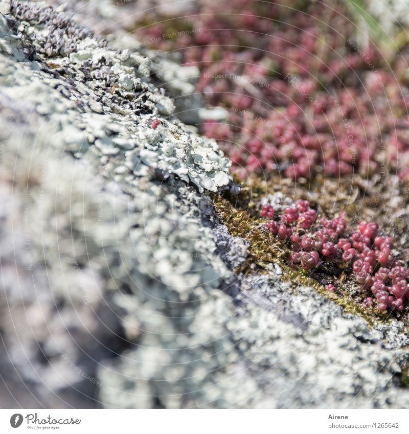 Bodendecker Natur Pflanze Moos Flechten Sukkulenten Felsen Wachstum klein nachhaltig natürlich trocken rosa silber fleißig Ausdauer Netzwerk bedeckt Farbfoto