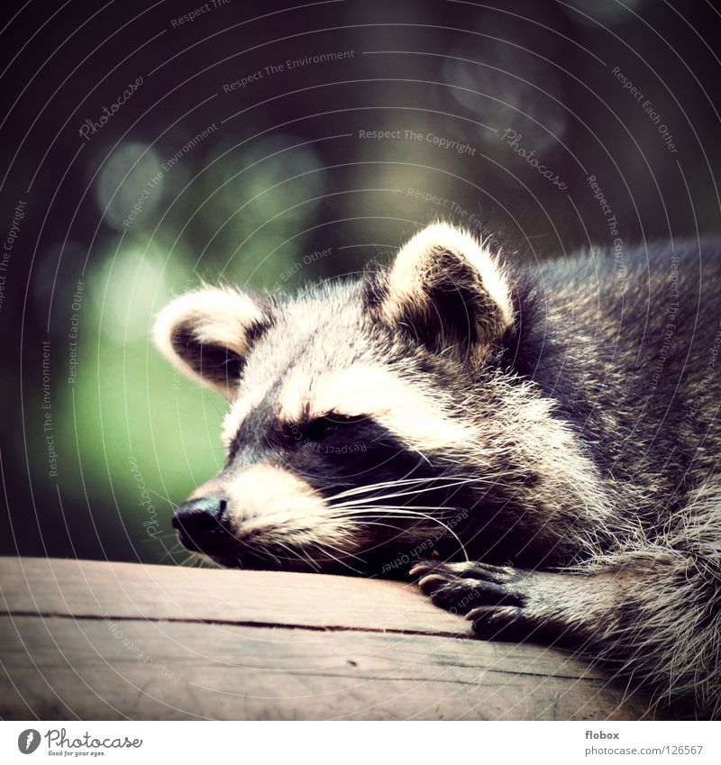Die Raccoons II Waschbär zerzaust Zoo Tier Fell Gehege gefangen buschig Käfig Landraubtier niedlich schlafen faulenzen Faultiere ruhen Säugetier Langeweile Bär